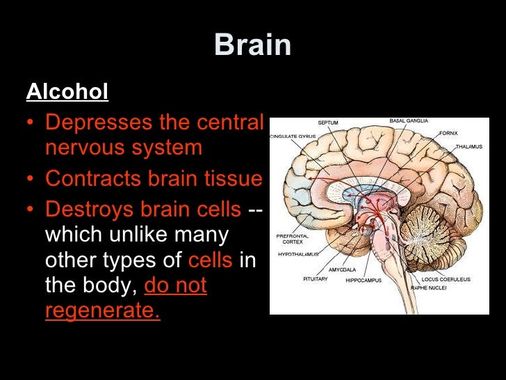How alcohol depresses the central nervous system alcohol and autonomic nervous system